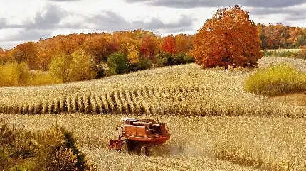  عکس با کیفیت مزرعه گندم