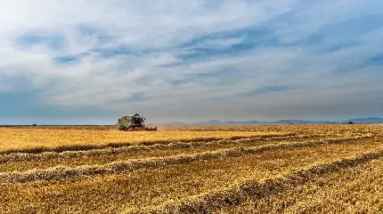  عکس با کیفیت مزرعه گندم