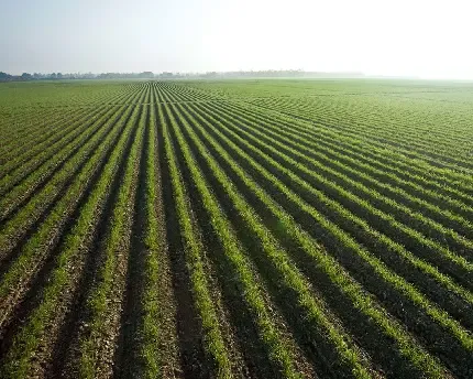 عکس گندم برای پروفایل