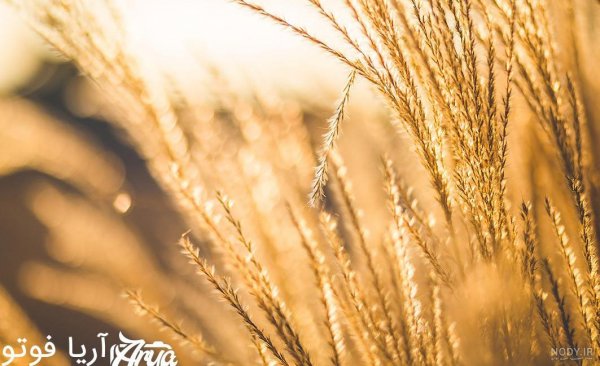 عکس گندم زار برای جذب ثروت