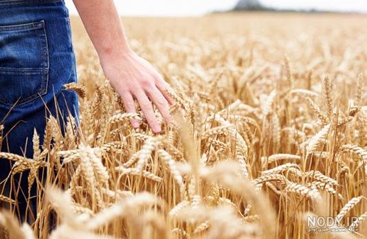 عکس گندم زار برای جذب ثروت