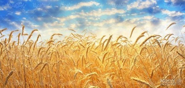 عکس گندم زار برای جذب ثروت