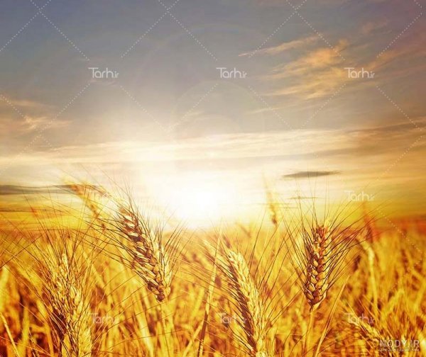 عکس گندم زار برای جذب ثروت