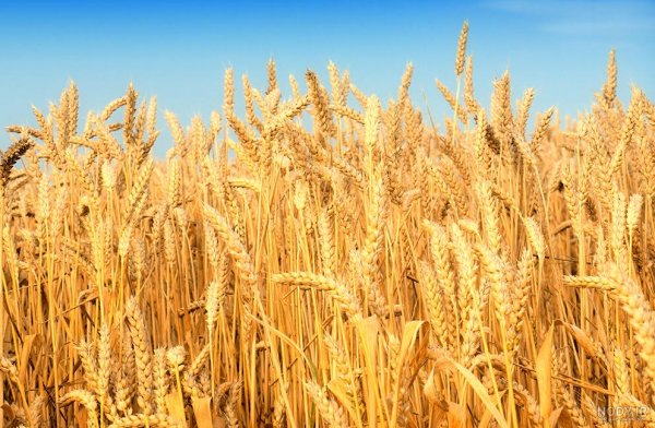 عکس گندم زار برای جذب ثروت