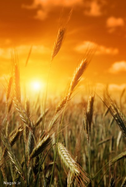عکس گندم زار برای جذب ثروت