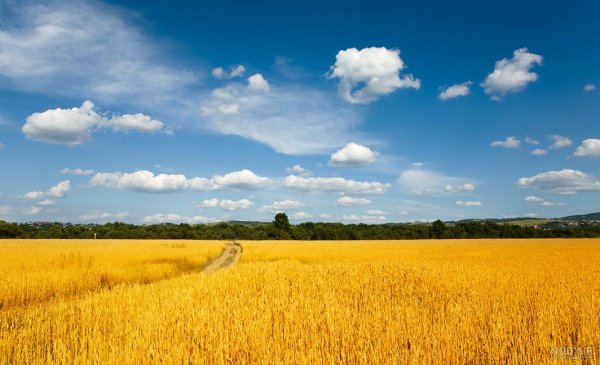 عکس گندم زار برای جذب ثروت