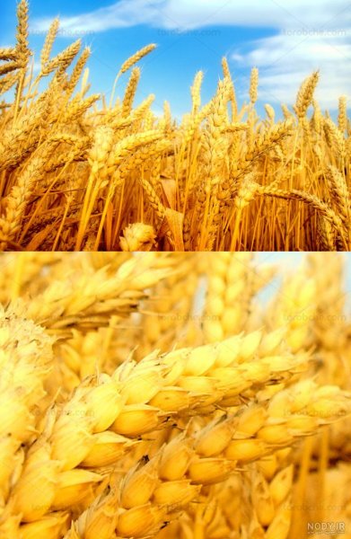 عکس گندم زار برای جذب ثروت