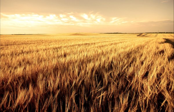 عکس گندم زار برای جذب ثروت