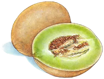  دانلود عکس طالبی کارتونی