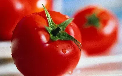  عکس گوجه گیلاسی