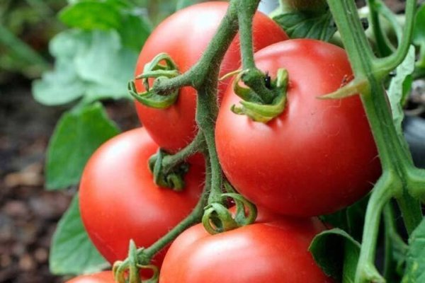 عکس انواع گوجه فرنگی