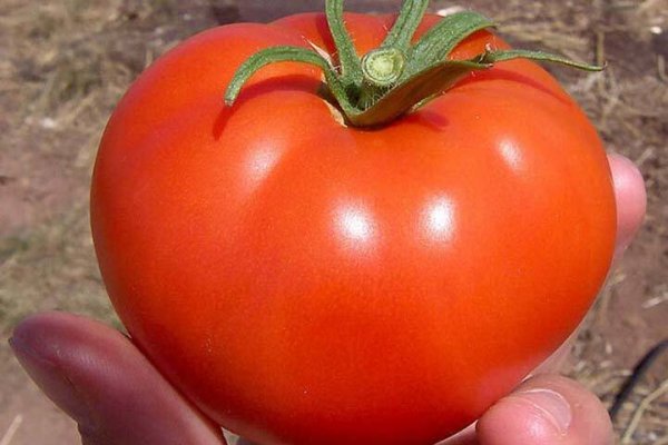  عکس انواع گوجه فرنگی