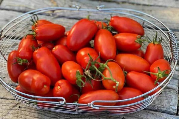  عکس انواع گوجه فرنگی