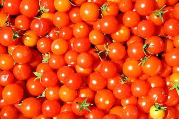  عکس انواع گوجه فرنگی