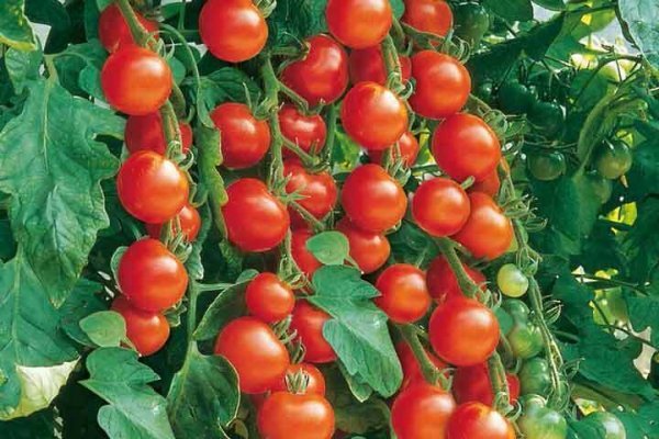  عکس انواع گوجه فرنگی