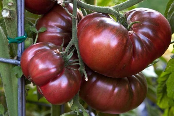  عکس انواع گوجه فرنگی