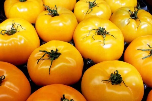  عکس انواع گوجه فرنگی