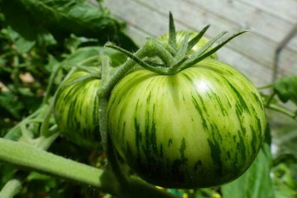  عکس انواع گوجه فرنگی