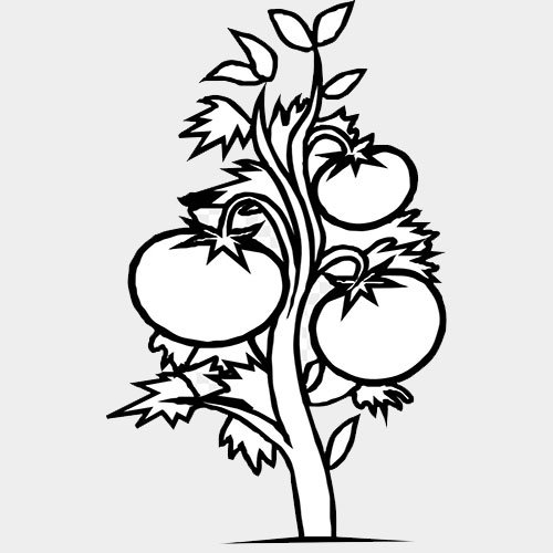  عکس گوجه فانتزی