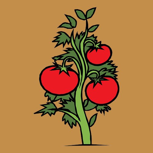  عکس گوجه فانتزی