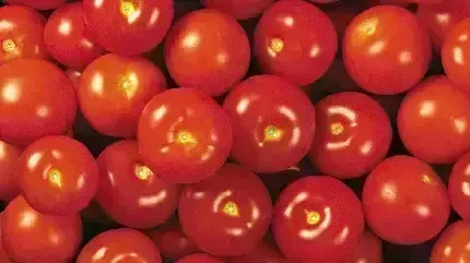  عکس با کیفیت گوجه فرنگی باران خورده