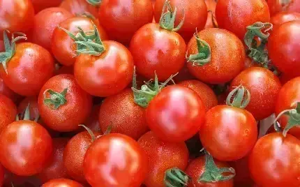  عکس با کیفیت گوجه فرنگی باران خورده