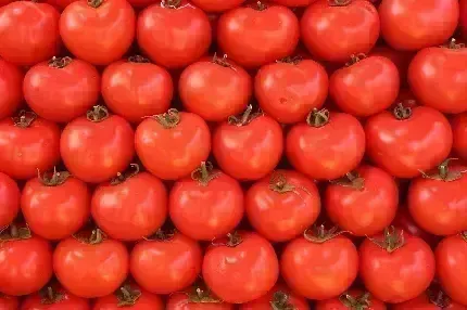  عکس با کیفیت گوجه فرنگی باران خورده