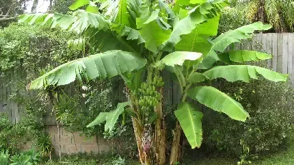  عکس موز خفن برای پروفایل