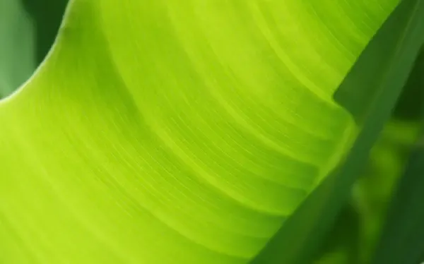  عکس درخت موز واقعی