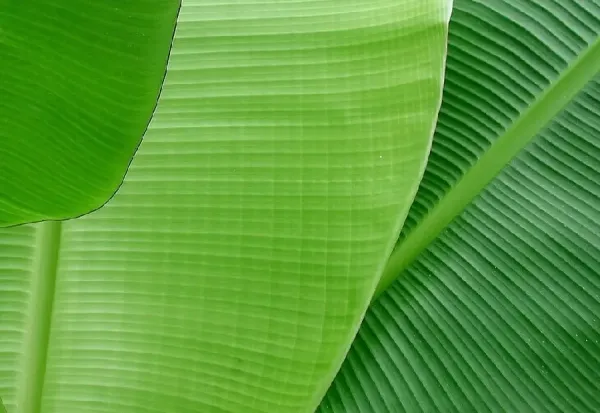  عکس درخت موز واقعی