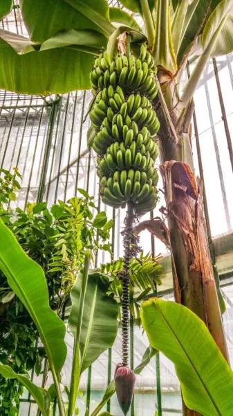  عکس درخت موز واقعی