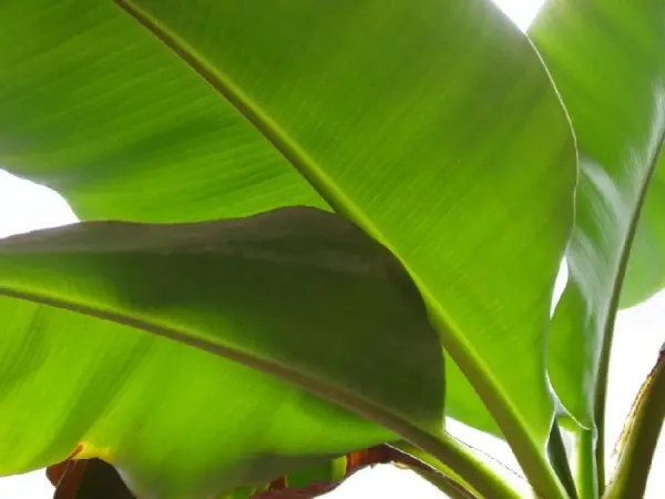  عکس درخت موز واقعی