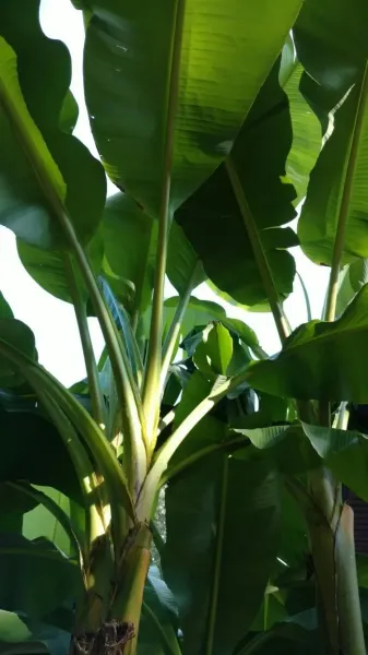  عکس درخت موز واقعی