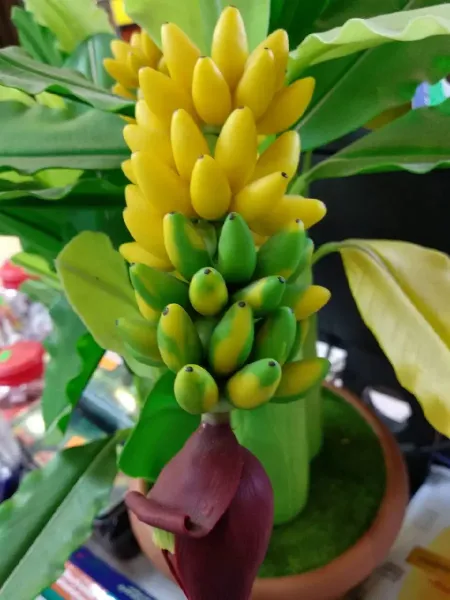  عکس درخت موز واقعی