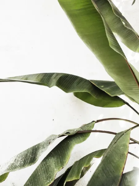  عکس درخت موز واقعی