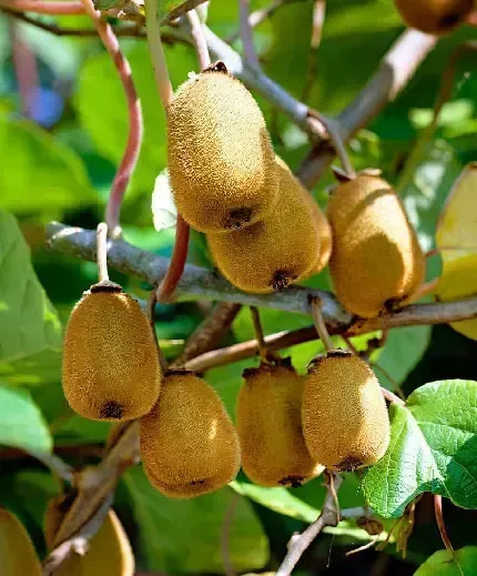  عکس کیوی های تازه و خوشمزه