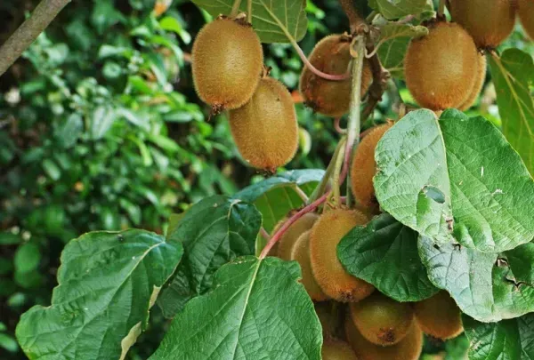  عکس درخت کیوی