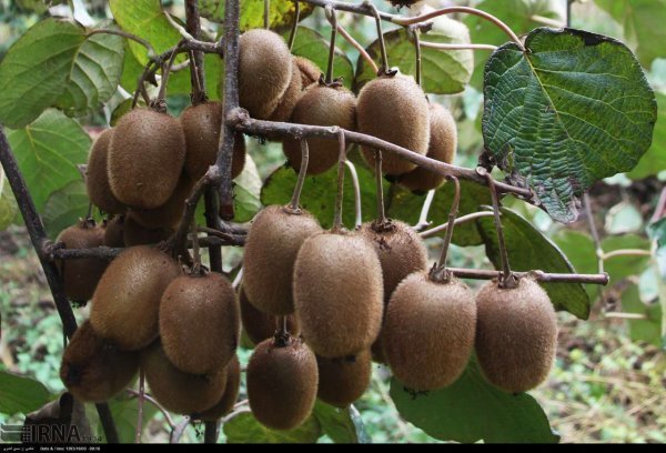  عکس درخت کیوی