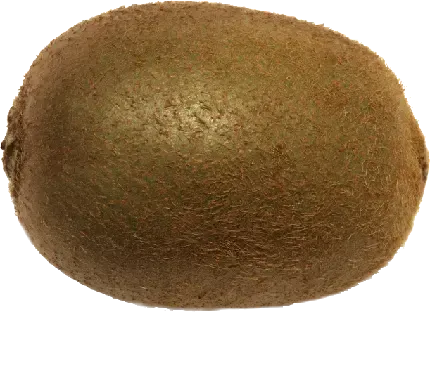  عکس کیوی کیوت