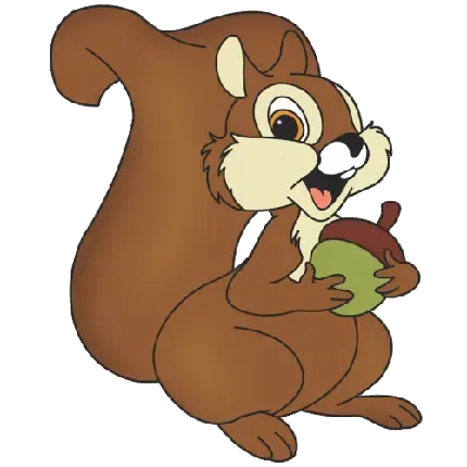  عکس سنجاب واقعی