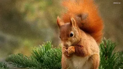 عکس سنجاب قرمز با برای پروفایل دخترونه