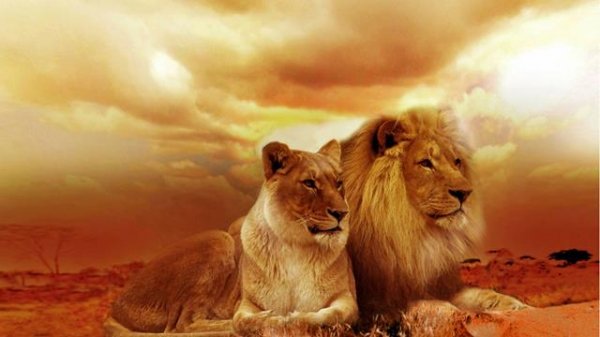  عکس شیر ترسناک برای پروفایل