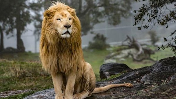  عکس شیر ترسناک برای پروفایل