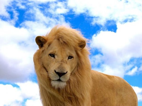  عکس شیر ترسناک برای پروفایل