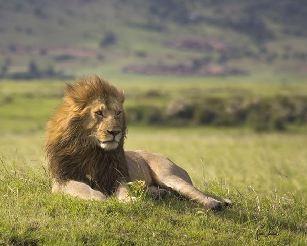  عکس شیر ترسناک برای پروفایل