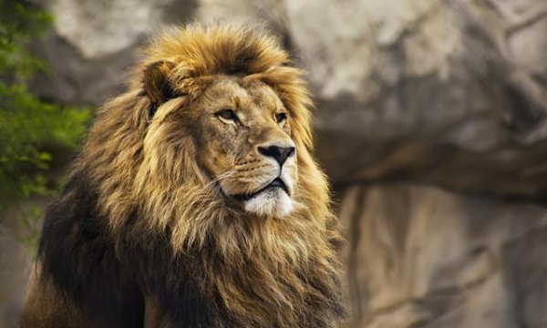  عکس شیر ترسناک برای پروفایل