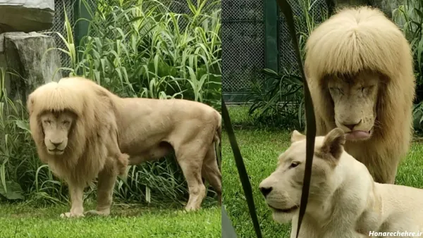  عکس سلطان جنگل شیر برای پروفایل