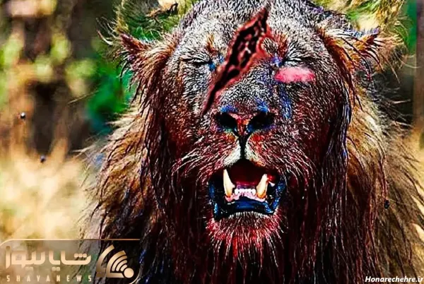  عکس سلطان جنگل شیر برای پروفایل
