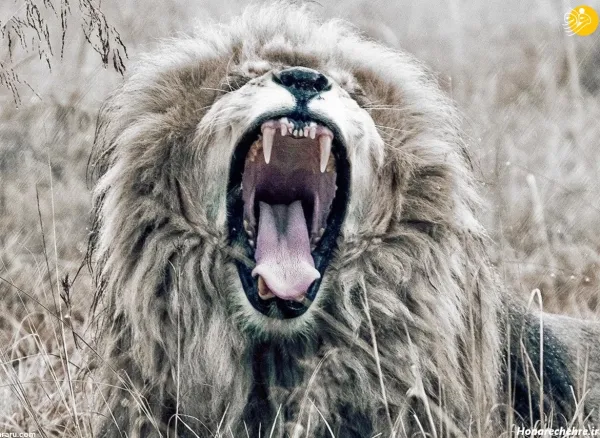  عکس سلطان جنگل شیر برای پروفایل