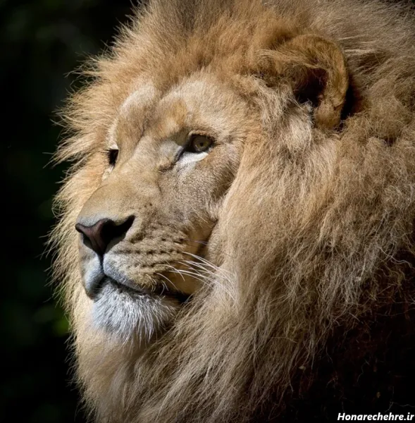  عکس سلطان جنگل شیر برای پروفایل